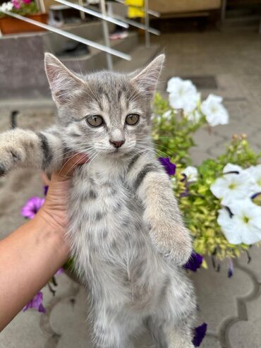 белые вислоухие котята: Отдаю 4 котят в хорошие руки. Котятам по 2 месяца,3 девочки и 1