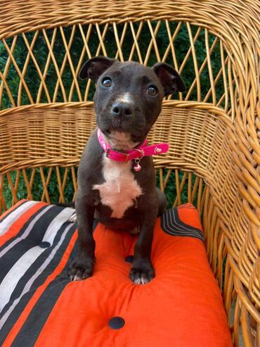 Psi: Registrovana odgajivacnica pasa "Happy Puppies" ima u ponudi prelepe — 3