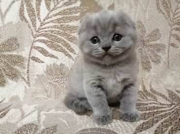 вислоухий кот бишкек: Продаётся чистокровный вислоухий котенок