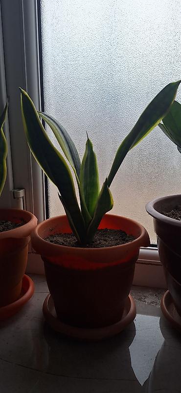agac satisi baki: Sansevieria “Laurentii” (ilan bitkisi) – saksıda - Yarpaqlar — 3