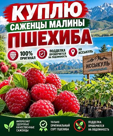 биогомус бишкек: Куплю саженцы малины сорта Пшехиба. Требования: - Только оригинальный — 1