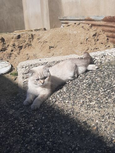 Pişiklər: Şotland yastı qulaq, Dişi — 3