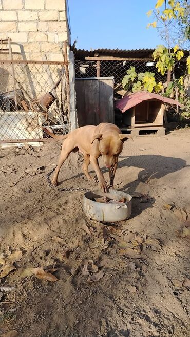 İtlər: Pitbul, 1 il, Erkek, Sənədli, Pulsuz çatdırılma — 9