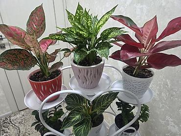 Бөлмө өсүмдүктөрү: Мини-композиция из суккулентов и кактусов в прозрачной круглой кашпо — 8