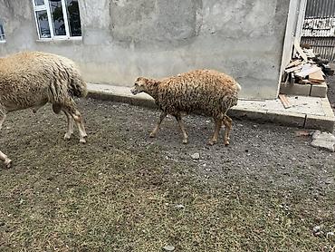 cuce ve xoruz temsil: Özünə damazlıq heyvan axtaranlar elaqe saxlasın qiymet 4ünə aiddir — 4