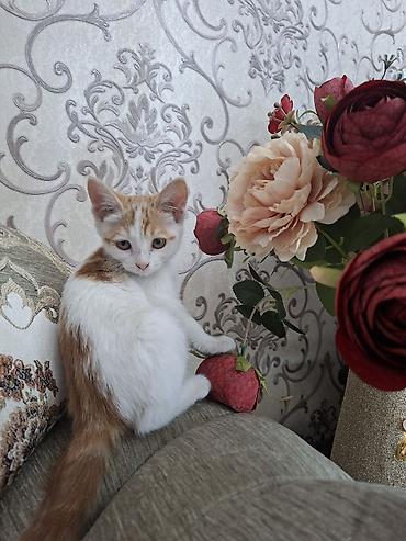 шотландская кошка бишкек: Кошка даром: Беспородная, 2 месяца, Мальчик, Приучена к лотку — 1