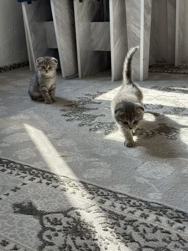 шотландская кошка шиншилла: Шотландские вислоухие котята - Окрас: дымчато-серый с полосатым