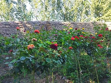 Роза: Продаю Розы ОПТОМ!!! На продажу есть розы в большом количестве разных — 14