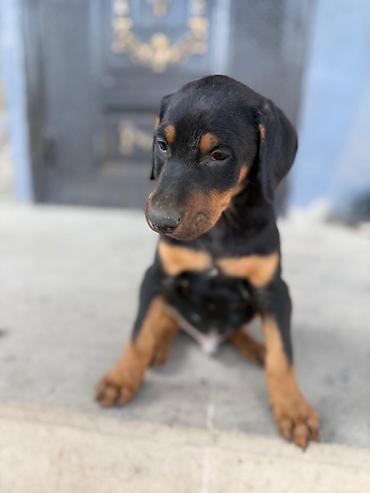 doberman balası: Doberman, 2 ay, Erkək — 2