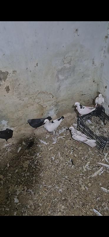 heyvanlar quşlar: 15dənə tutulma heyvandı 5 manatdan ünvan bakı naxçıvanski 070. 232 32 — 7