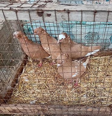 goyərcin uzuk: Gördunuz qusdar satlir cutu 60m di cutler quyruqda ağ ləkələr; — 1