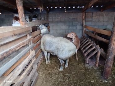 Бараны, овцы: Продаю | Баран (самец) | Для разведения | Племенные — 4