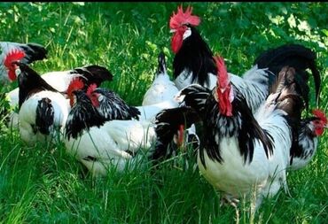 Toyuqlar: Toyuq, Damazlıq, Ödənişli çatdırılma — 16