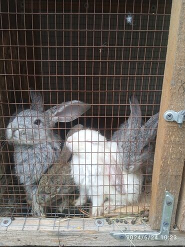кролик нзб: Продаю кроликов Микс. 1,5 месяца. Для разведения