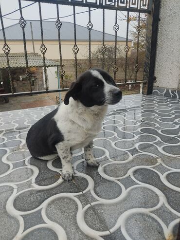 İtlər: Zvonok, 8 ay, Dişi — 10