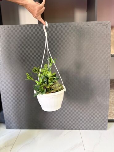 Otaq bitkiləri: Asma saksıda dekorativ yaşıl bitki - Ağ rəngli asma plastik saksı -da lalafo.az — 21 Otaq bitkiləri: Asma saksıda dekorativ yaşıl bitki - Ağ rəngli asma plastik saksı — 21