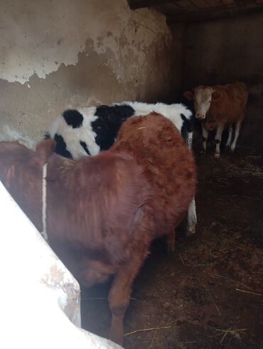 Dana, buzov: Dana, buzov, Dişi, ay: 9, 250 kq, Damazlıq, Ünvandan götürmə — 13