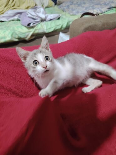 Pişiklər: Yaxşı əllərə — 5