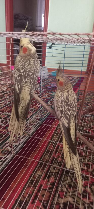 Tutuquşları: Salam.Tam saglam 8ayliq. 4 eded var Isteyen buyursun cutunu alana — 4