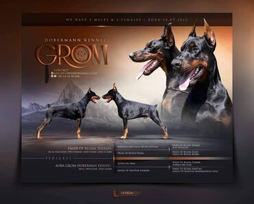 Psi: GROM Doberman Kennel predstavlja stenad iz linijskog parenja Pride of — 1