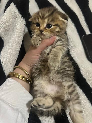 Pişiklər: Britan — 9