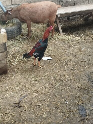 Xoruzlar: Aseel tipli uzunayaqlı cücərti/ceylək xoruz - Uzun və güclü sarı — 33