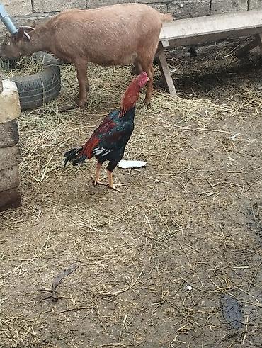 Xoruzlar: Məhsul: Qara-qırmızı rəng çalarlarında kənd xoruzları Təsvir: - Uzun — 1