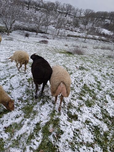 Qoyunlar, qoçlar: Dişi, il: 2, 80 kq, Damazlıq — 2