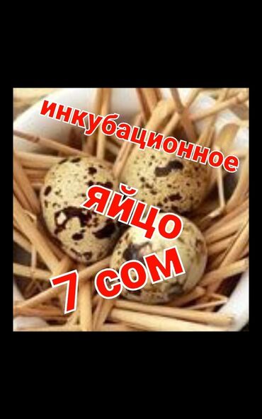 Куры, петухи: Продаю инкубационные яйца перепелов Техас и Феникс. суточные