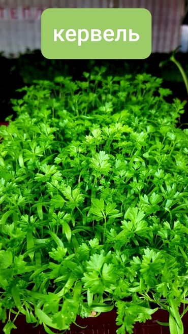 Здоровое питание: Продается вкусная красивая и очень полезная микрозелень в большом — 2