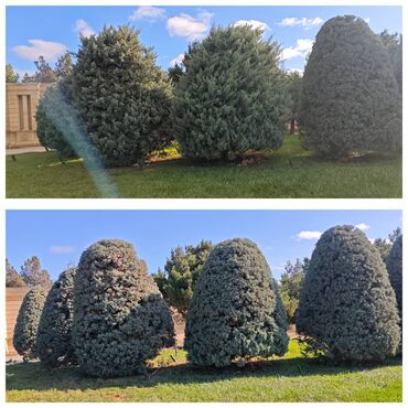 Ağaclar: Dejarativ 🌲 larin budanmasi həmsə yasil vitkilərin budanmasi kim — 8