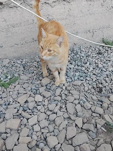 продажа кошек ош: Мальчик — 2