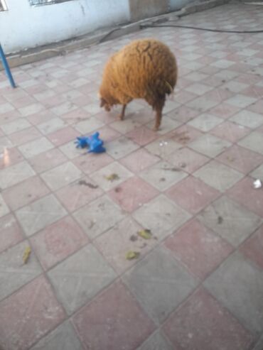 Коровы, быки: Məhsul: Qoyun Təsvir: - Yerli cins, sıx və qalın yun örtüyü - Rəng