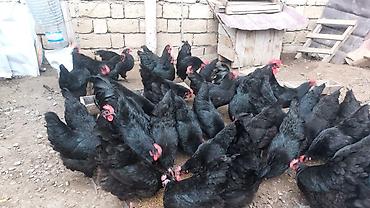 Toyuqlar: Toyuq, Australorp, Damazlıq, Ünvandan götürmə — 13