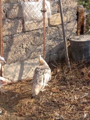 Tovuz quşları: Salam aleykum. Satışda bir cüt ağ tovuzquşu var. 6 ayliqdirlar. cütü — 14