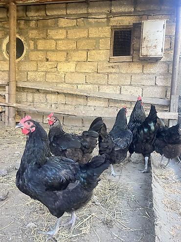 Hinduşkalar: AUSTROLOP cucesi - 2 azn tam saglam sekilde bestenmiw ana surusunun — 10