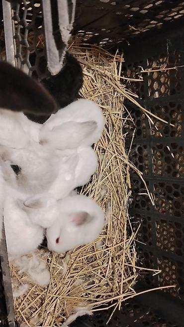 Dovşanlar: 🐇 Velikan və Kaliforniya Dovşanları Satılır Təmiz qan xəttindən olan — 15
