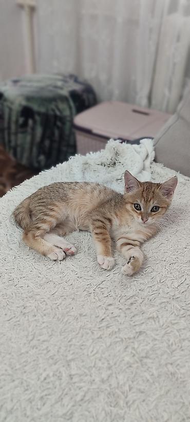 Отдам даром кошку: Кошка даром: Беспородная, 2 месяца, Девочка — 1