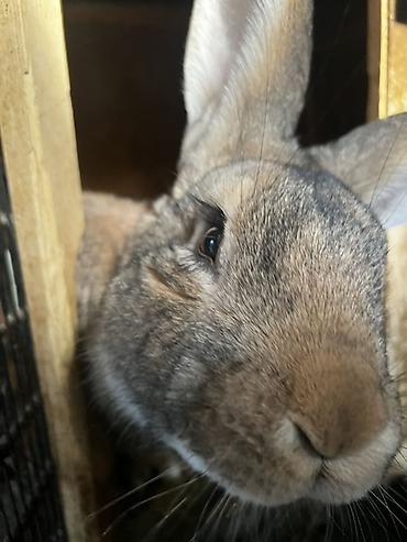 Кролики: Продаю | Крольчиха (самка), Кролик самец, Крольчата | Для разведения — 18