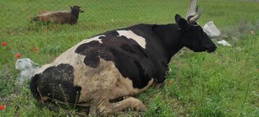 купить корову голштинской породы: Продаю | | Голштин, Айрширская