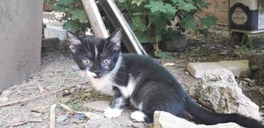 Mačke: Male mace NA POKLON! Idealna prilika za sve koji žele kućnog — 24