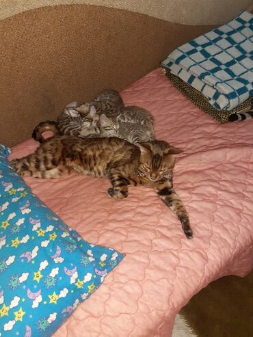 Продажа кошек: Бенгальская, 1 месяц, Мальчик, Черепаховый, Приучена к лотку — 8