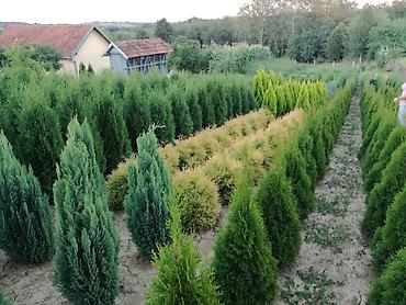 parksajd alati: Prodajem tuje svih vrsta i veličina, idealne za živu ogradu i — 6