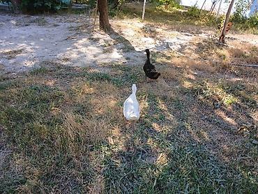 ördək balası və cücə: 🦆🦆🦆Pekin ördəyi satılır 6 aylıq 12 manat 8 ədəddir Real alıcıya — 2