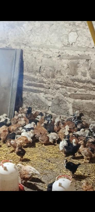toyuq satilir: Kənd cücələri satılır – 35 günlükdürlər. - Yerli kənd toyuğu — 1