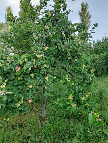 Torpaq sahələrinin satışı: 15 sot, Tikinti, Mülkiyyətçi, Bələdiyyə