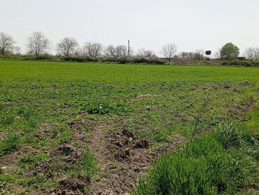 Torpaq sahələrinin satışı: 187 sot, Kənd təsərrüfatı, Barter mümkündür, Texniki pasport -da lalafo.az — 3 Torpaq sahələrinin satışı: 187 sot, Kənd təsərrüfatı, Barter mümkündür, Texniki pasport — 3