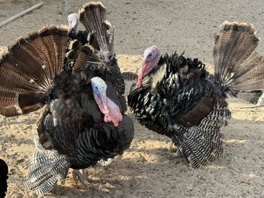 Hinduşka: Erkək, Damazlıq — 3