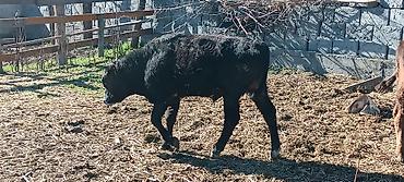 Коровы, быки: Продаю | Бык (самец) | Полукровка | На откорм — 9