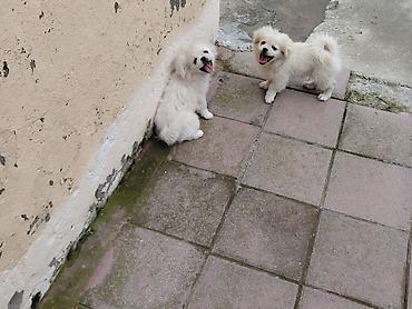 it avçarka: Pekines, 5 ay, Ödənişli çatdırılma — 3